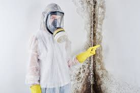 Environmental Consulting for Mold Prevention in Roselle, NJ